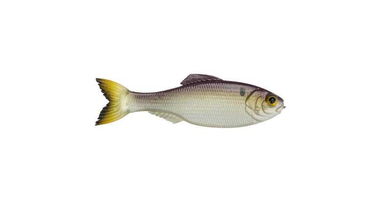 6th Sense Panorama - GZGD