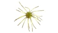 Strike King Tumbleweed Floating - 100 - Thumbnail